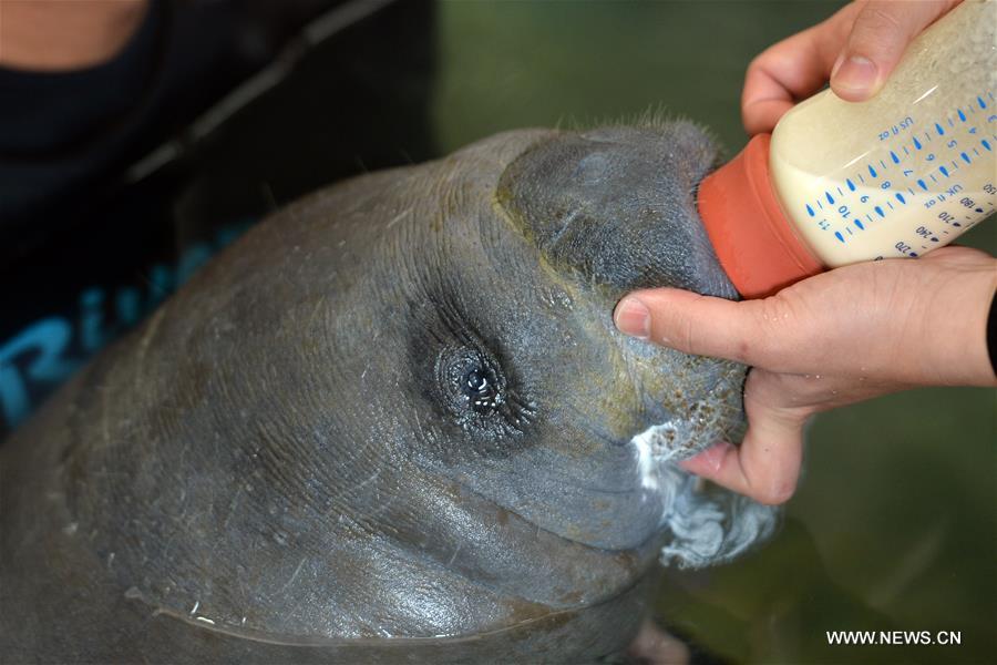 The animals under the care of the Wildlife Reserves Singapore (WRS) gave birth to over 700 babies in 2015.