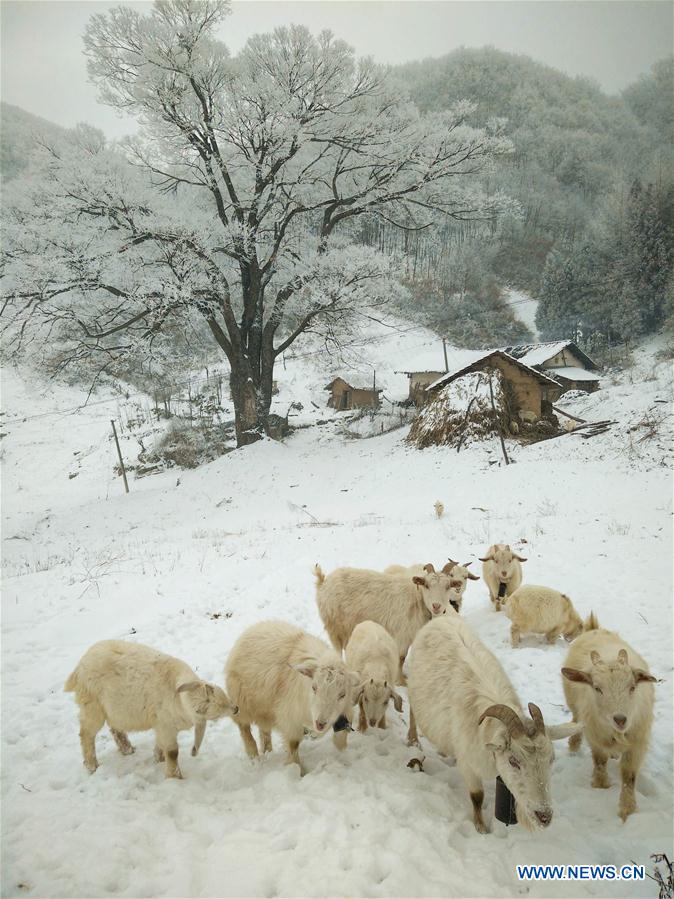 Sheep graze on rime-covered land at Longping Township of Baokang County in Xiangyang City, central China's Hubei Province, Jan. 13, 2016.