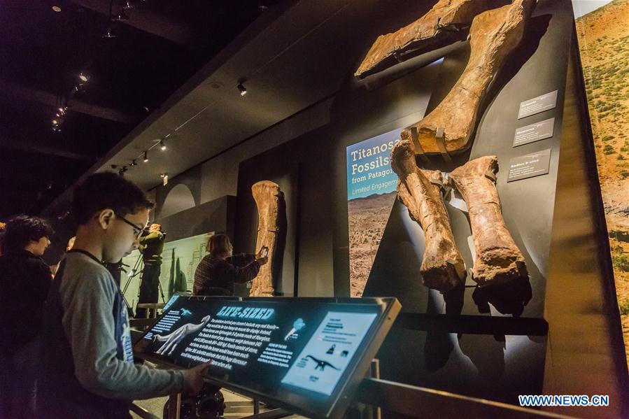 School children look at the 'Titanosaur' skeleton exibition in the American Museum of Natural History in New York, the United States, Jan. 14, 2016.