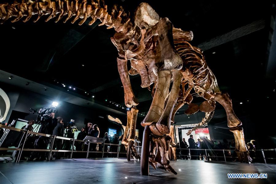 Photo taken on Jan. 14 shows the 'Titanosaur' skeleton exibition in the American Museum of Natural History in New York, the United States, Jan. 14, 2016.