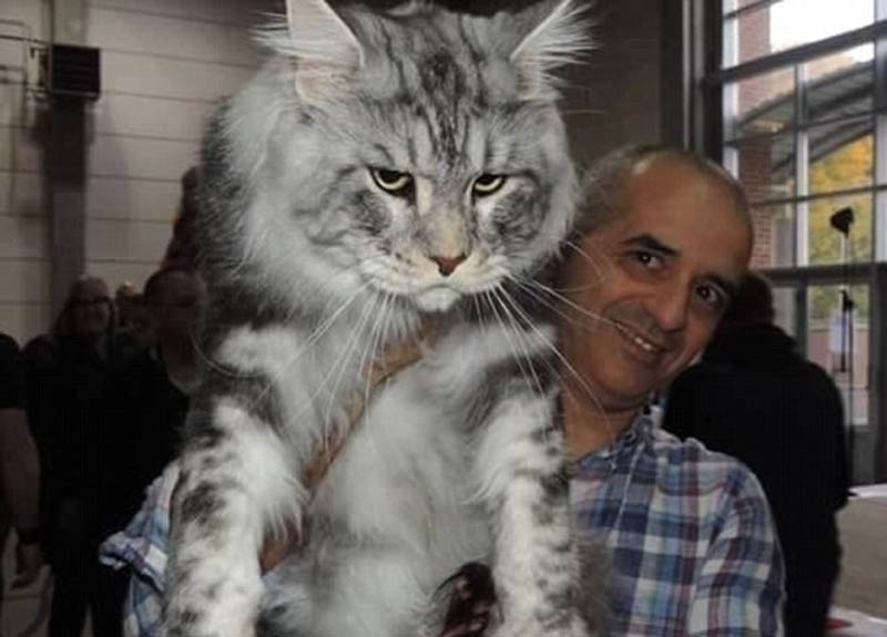欧美网友争相晒自家巨猫猫咪最大身长超1米9