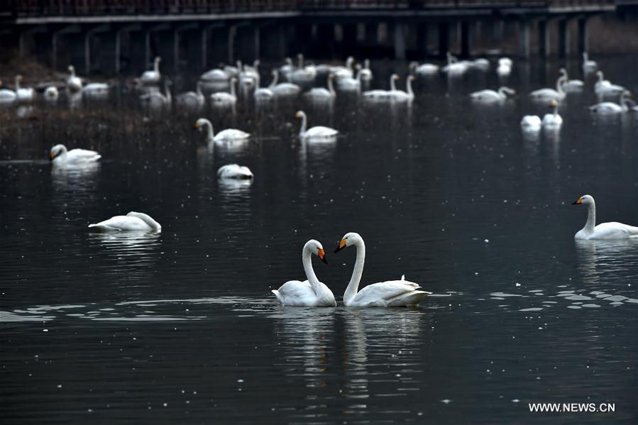 CHINA-SHANXI-SWANS (CN)