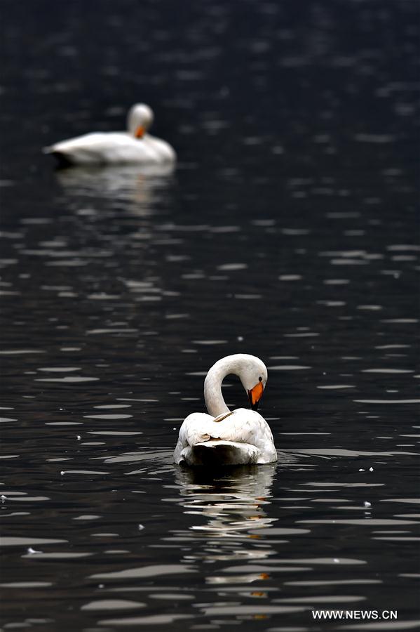 CHINA-SHANXI-SWANS (CN)