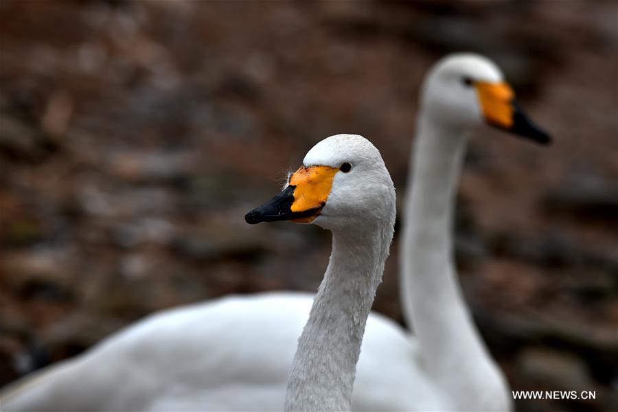 CHINA-SHANXI-SWANS (CN)