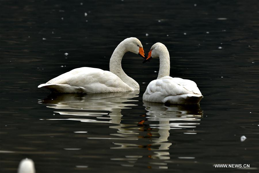 CHINA-SHANXI-SWANS (CN)