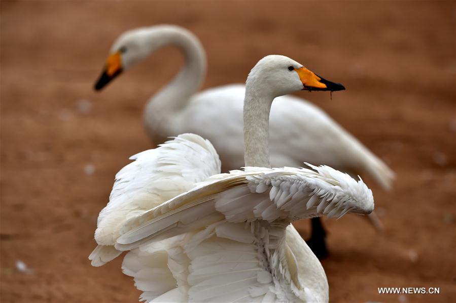 CHINA-SHANXI-SWANS (CN)