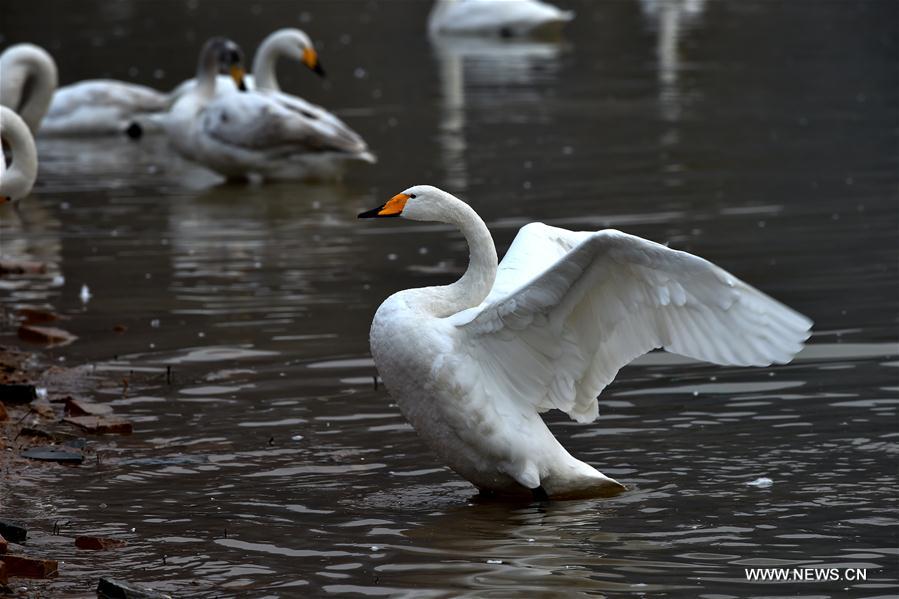 CHINA-SHANXI-SWANS (CN)