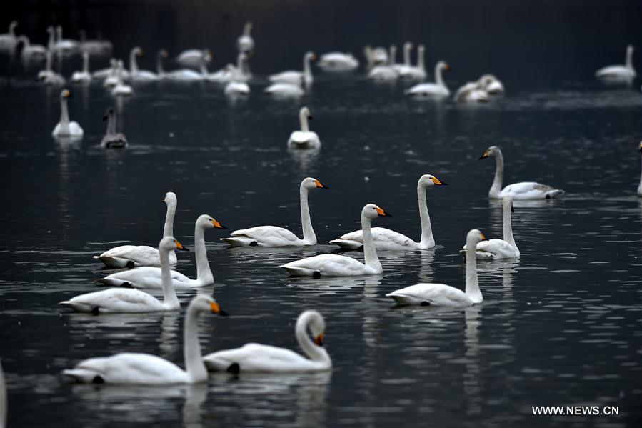 CHINA-SHANXI-SWANS (CN)
