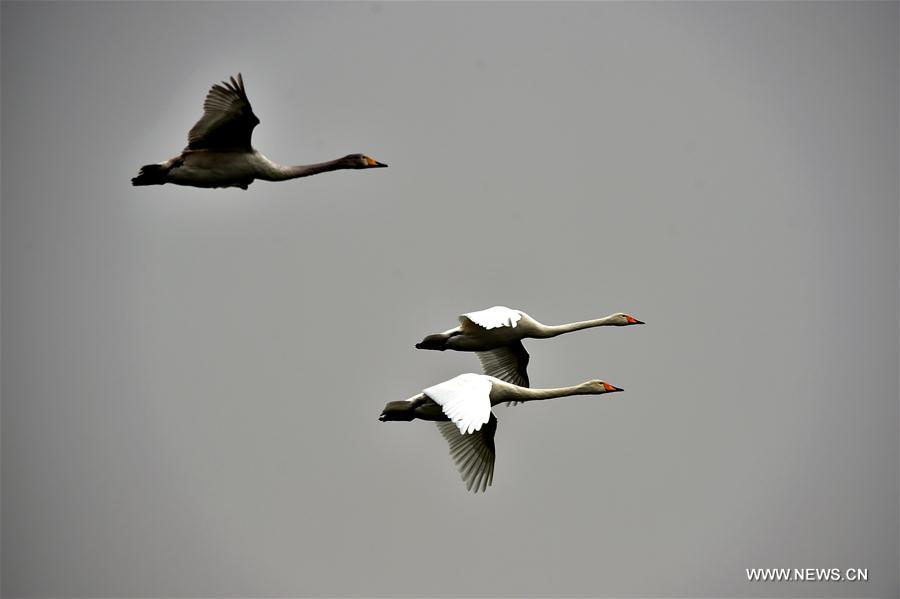 CHINA-SHANXI-SWANS (CN)