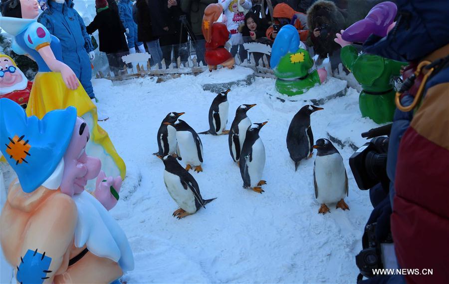 CHINA-HEILONGJIANG-HARBIN-PENGUINS (CN)