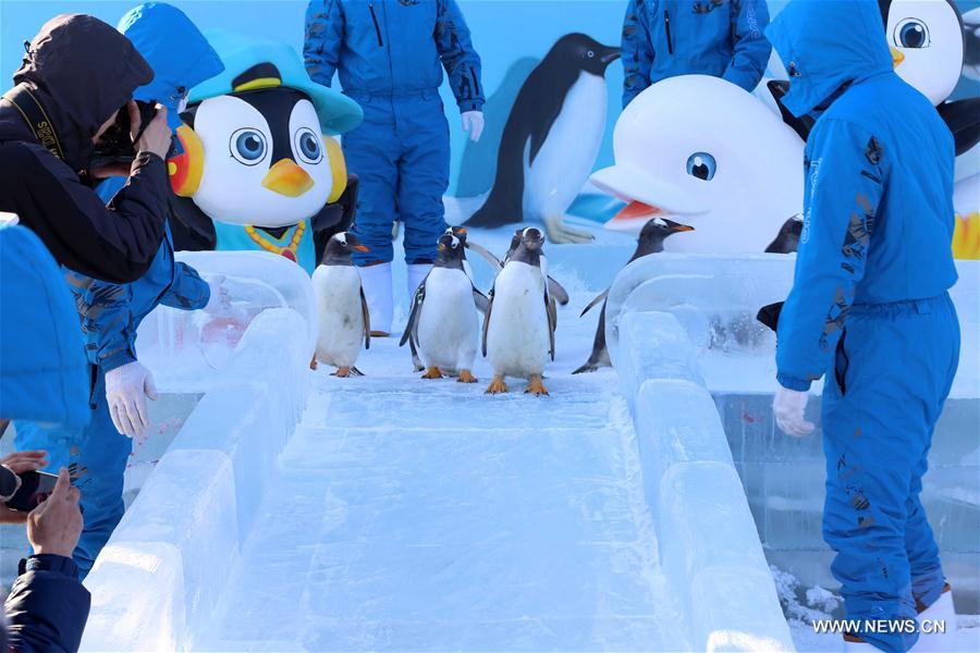 CHINA-HEILONGJIANG-HARBIN-PENGUINS (CN)
