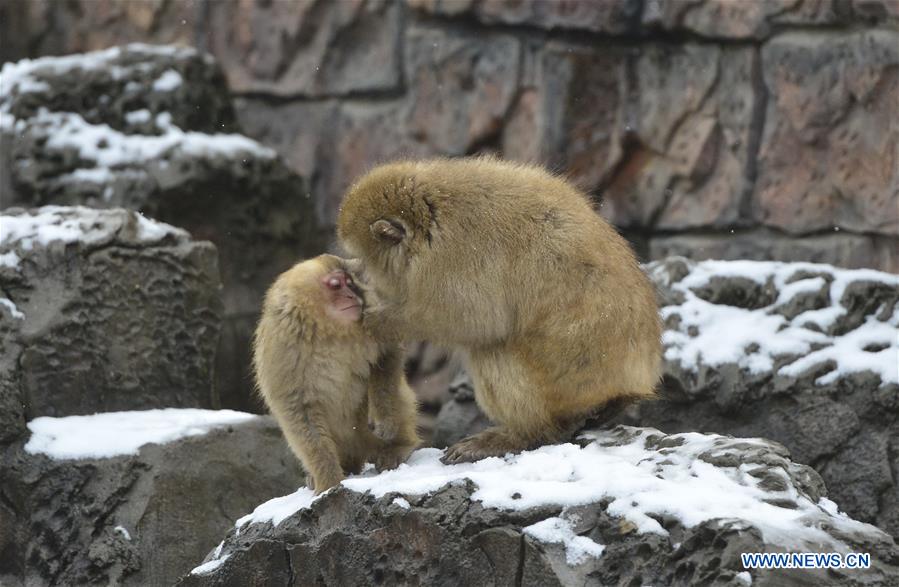 Japanese macaques, or snow monkeys, are seen at the Nanchang Zoo in Nanchang, capital of east China's Jiangxi Province, Jan. 22, 2016.