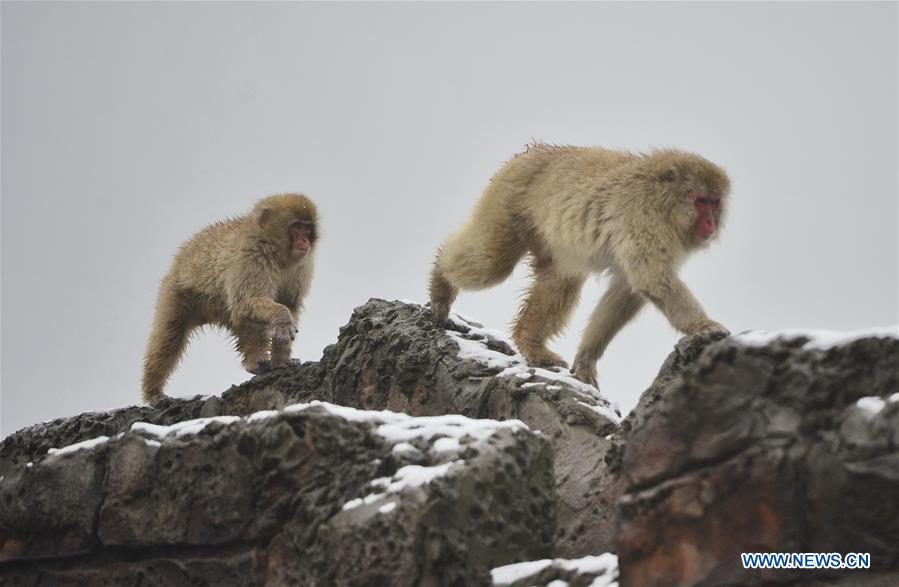 Japanese macaques, or snow monkeys, are seen at the Nanchang Zoo in Nanchang, capital of east China's Jiangxi Province, Jan. 22, 2016. 