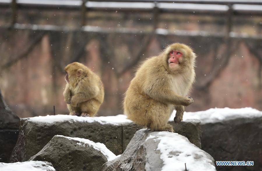 Japanese macaques, or snow monkeys, are seen at the Nanchang Zoo in Nanchang, capital of east China's Jiangxi Province, Jan. 22, 2016.