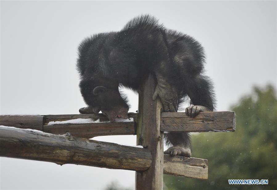 A chimpanzee eats snow at the Nanchang Zoo in Nanchang, capital of east China's Jiangxi Province, Jan. 22, 2016. 