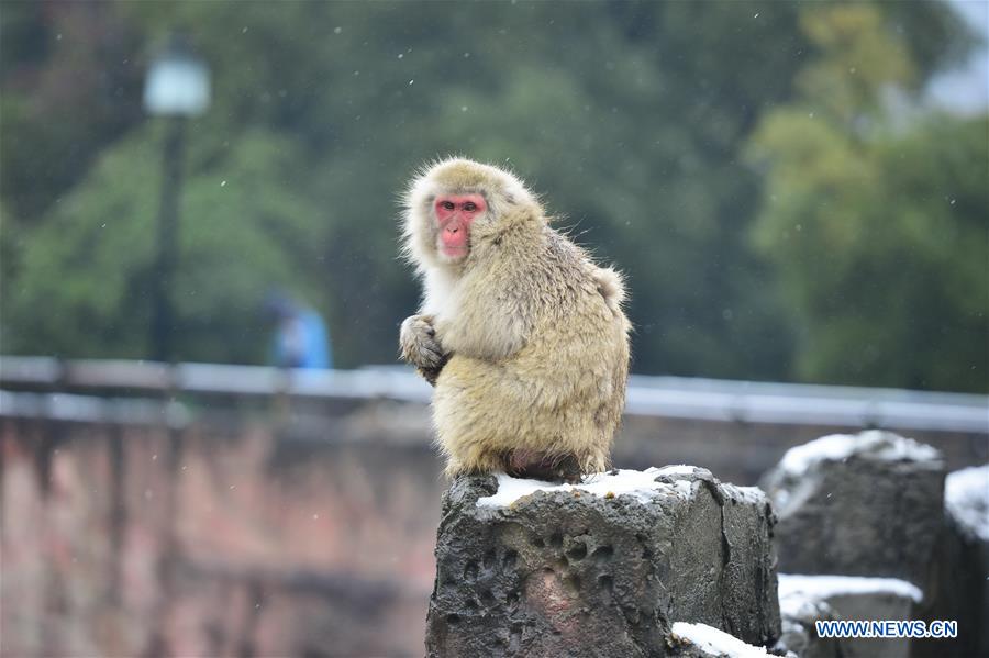 A Japanese macaque, or snow monkey, is seen at the Nanchang Zoo in Nanchang, capital of east China's Jiangxi Province, Jan. 22, 2016.