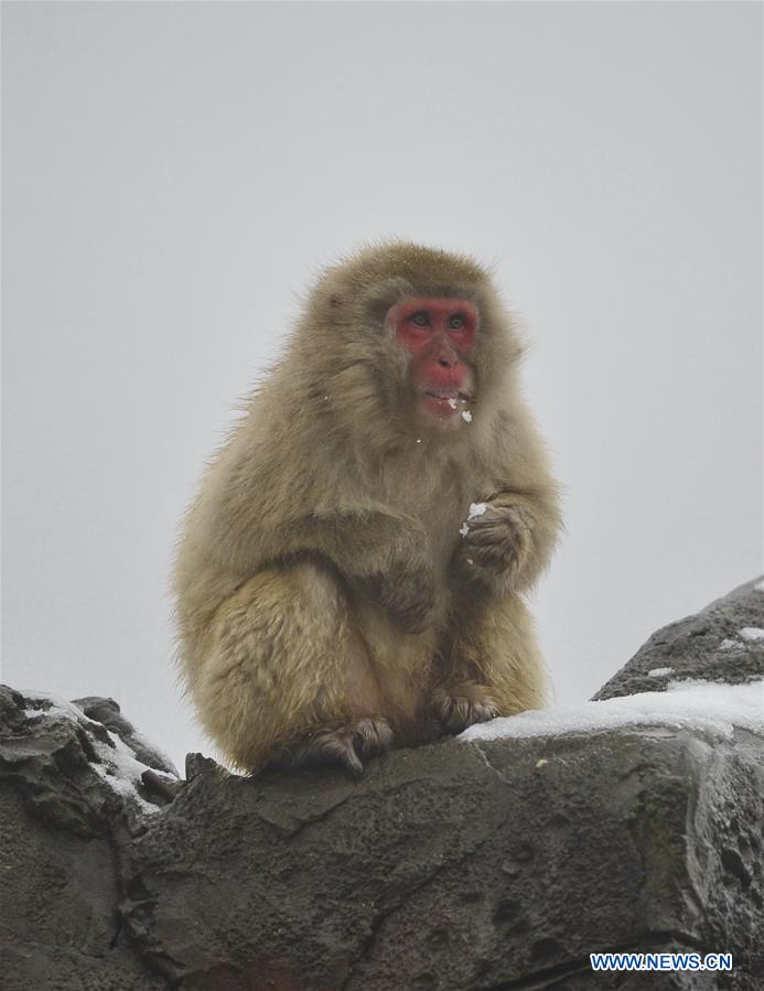 A Japanese macaque, or snow monkey, eats snow at the Nanchang Zoo in Nanchang, capital of east China's Jiangxi Province, Jan. 22, 2016.