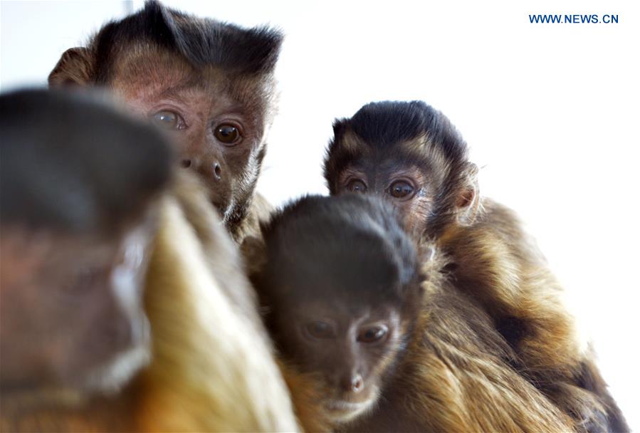 Two capucinuses are seen at Daqingshan Wildlife Park in Hohhot, capital of north China's Inner Mongolia Autonomous Region, Jan. 24, 2016. 