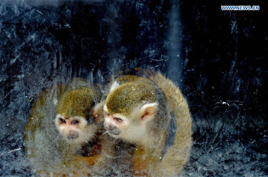 Squirrel monkeys look out of a window at Daqingshan Wildlife Park in Hohhot, capital of north China's Inner Mongolia Autonomous Region, Jan. 24, 2016.