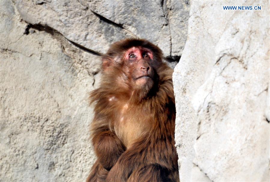 A Tibetan macaque looks at the sun Daqingshan Wildlife Park in Hohhot, capital of north China's Inner Mongolia Autonomous Region, Jan. 24, 2016.