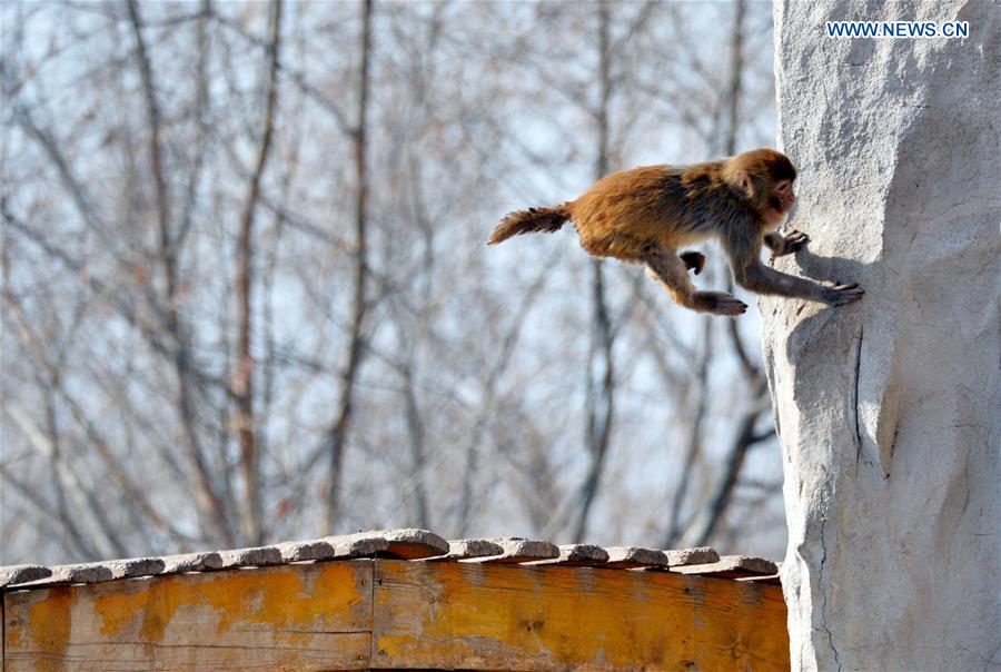 A macaque jumps at Daqingshan Wildlife Park in Hohhot, capital of north China's Inner Mongolia Autonomous Region, Jan. 24, 2016. 