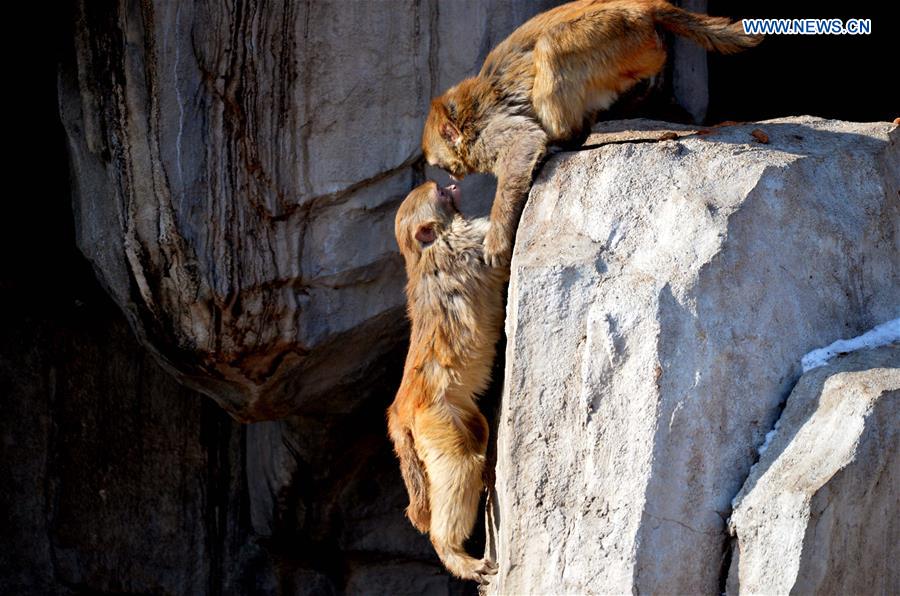 Two macaques are seen at Daqingshan Wildlife Park in Hohhot, capital of north China's Inner Mongolia Autonomous Region, Jan. 24, 2016.