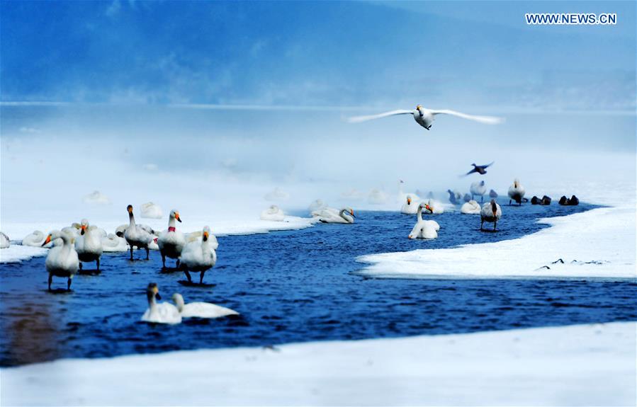 Swans live through winter on the Swan Lake in Rongcheng, east China's Shandong Province, Jan. 18, 2016. 