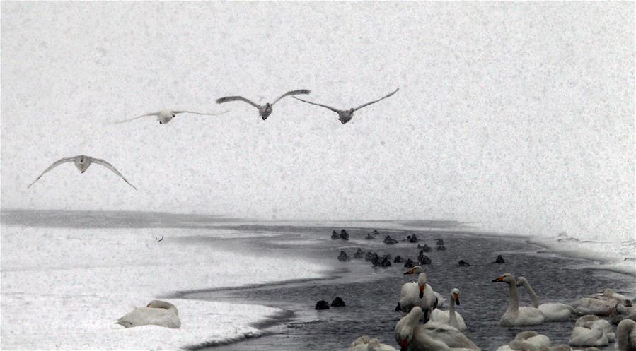 Swans live through winter on the Swan Lake in Rongcheng, east China's Shandong Province, Jan. 23, 2016. 