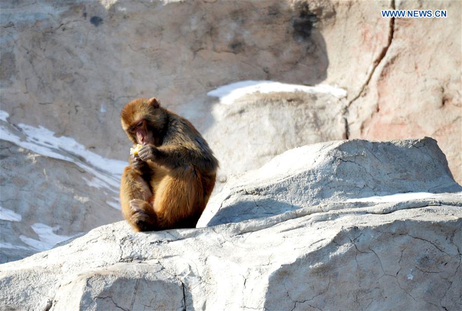 A macaque looks at food at Daqingshan Wildlife Park in Hohhot, capital of north China's Inner Mongolia Autonomous Region, Jan. 24, 2016. 