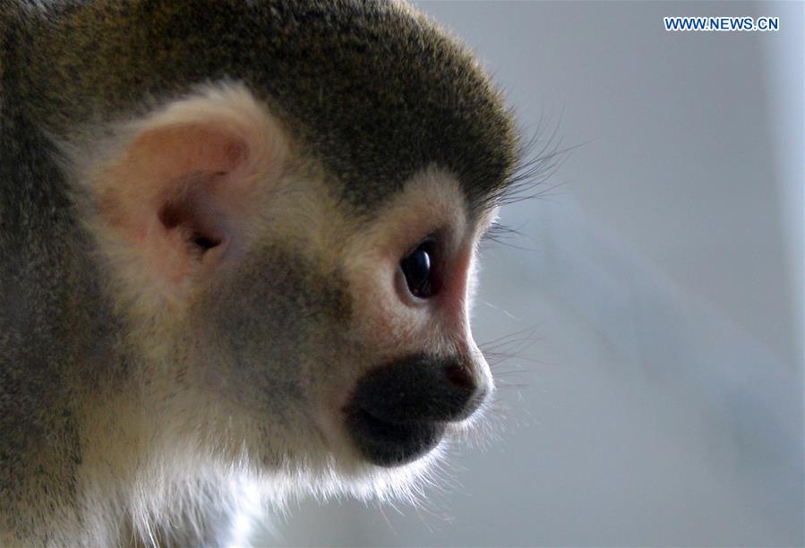 A squirrel monkey is seen at Daqingshan Wildlife Park in Hohhot, capital of north China's Inner Mongolia Autonomous Region, Jan. 24, 2016.