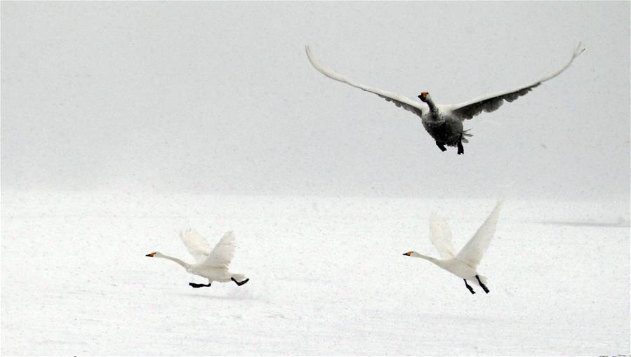 Swans live through winter on the Swan Lake in Rongcheng, east China's Shandong Province, Jan. 23, 2016. 