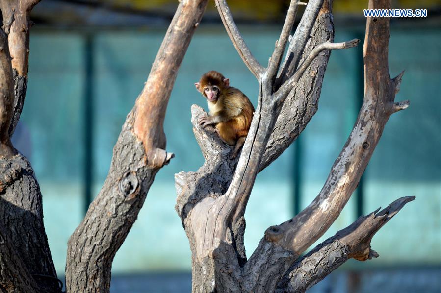 A macaque stays on a tree at Daqingshan Wildlife Park in Hohhot, capital of north China's Inner Mongolia Autonomous Region, Jan. 24, 2016.