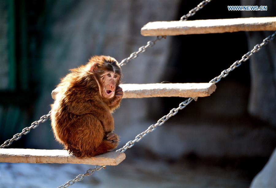 A Tibetan macaque scratch itch at Daqingshan Wildlife Park in Hohhot, capital of north China's Inner Mongolia Autonomous Region, Jan. 24, 2016. 