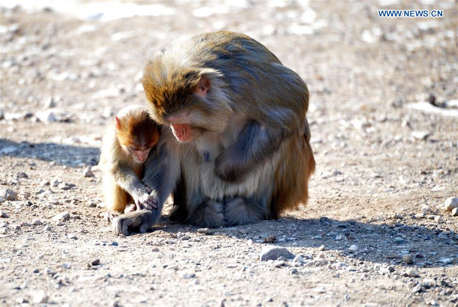 A macaque cub picks up food with its mother at Daqingshan Wildlife Park in Hohhot, capital of north China's Inner Mongolia Autonomous Region, Jan. 24, 2016.