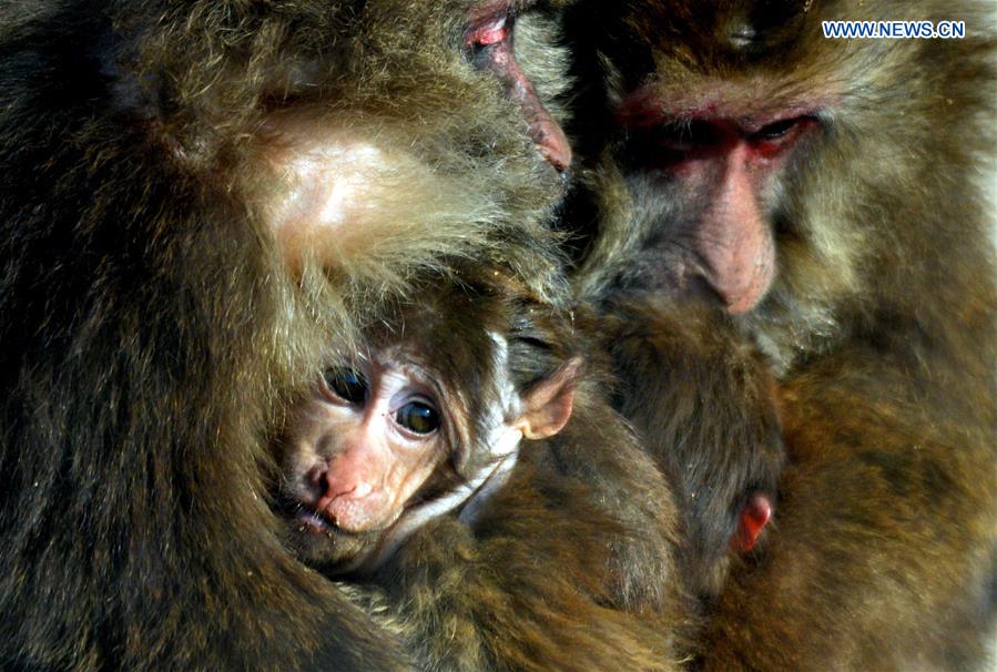 A Tibetan macaque cub gets warmth by hiding in its mother's arms at Daqingshan Wildlife Park in Hohhot, capital of north China's Inner Mongolia Autonomous Region, Jan. 24, 2016.