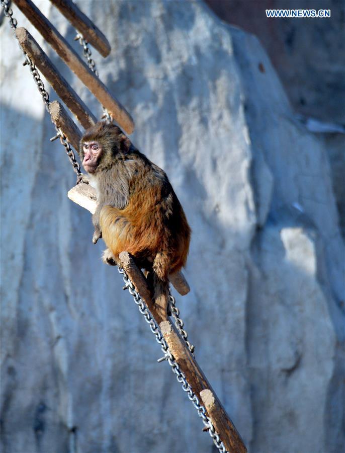 A macaque climbs a hanging bridge at Daqingshan Wildlife Park in Hohhot, capital of north China's Inner Mongolia Autonomous Region, Jan. 24, 2016.