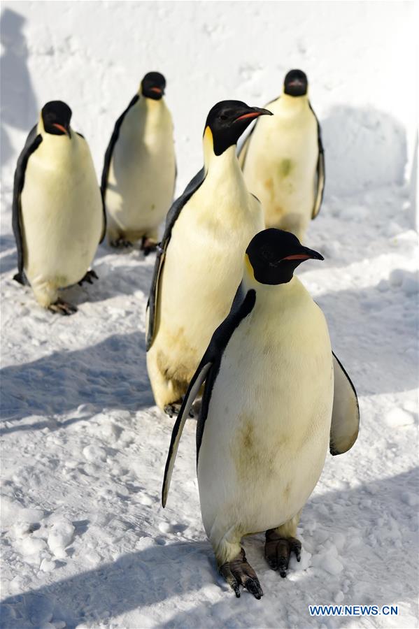 CHANGCHUN, Jan. 26, 2016 (Xinhua) -- Photo taken on Jan. 26, 2016 shows emperor penguins in Jingyue Snow World in Jingyuetan National Forest Park in Changchun, capital of northeast China's Jilin Province. Five emperor penguins from Dalian Laohutan Ocean Park in northeast China's Liaoning Province made their debut for visitors in Changchun Tuesday. (Xinhua/Zhang Nan) 