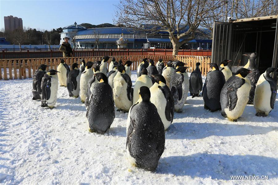 #CHINA-LIAONING-DALIAN-EMPEROR PENGUIN (CN)