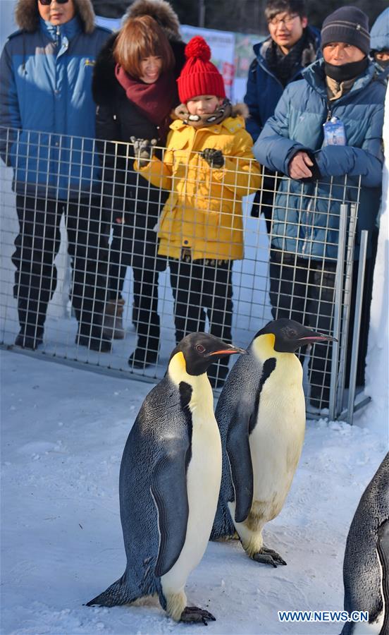 CHANGCHUN, Jan. 26, 2016 (Xinhua) -- Visitors look at emperor penguins in Jingyue Snow World in Jingyuetan National Forest Park in Changchun, capital of northeast China's Jilin Province, Jan. 26, 2016. Five emperor penguins from Dalian Laohutan Ocean Park in northeast China's Liaoning Province made their debut for visitors in Changchun Tuesday. (Xinhua/Zhang Nan)