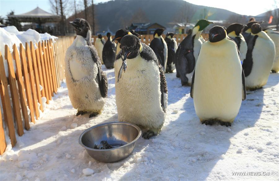 #CHINA-LIAONING-DALIAN-EMPEROR PENGUIN (CN)