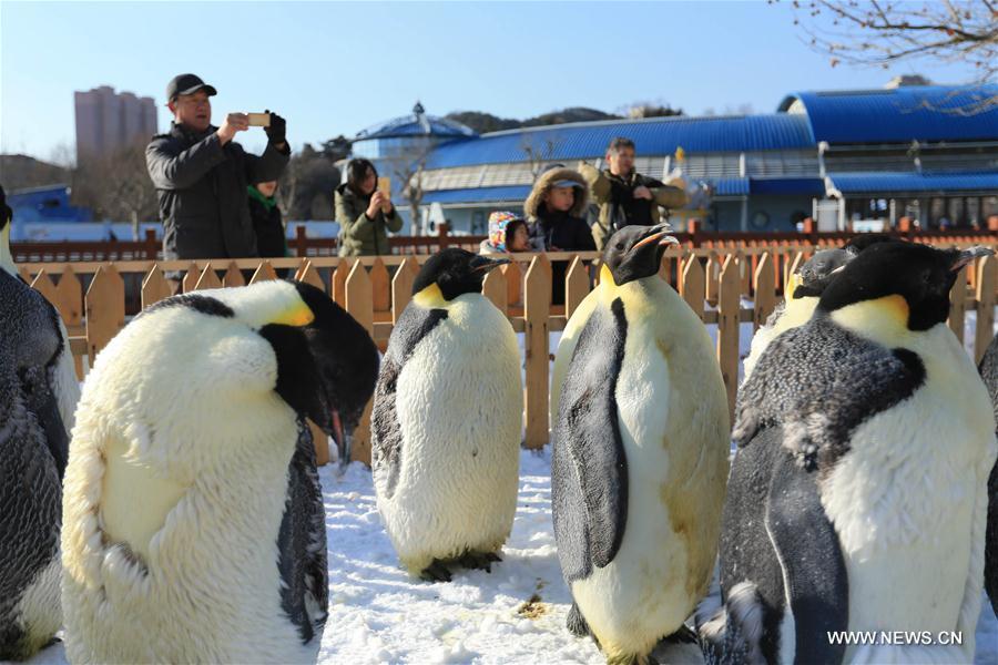 #CHINA-LIAONING-DALIAN-EMPEROR PENGUIN (CN)