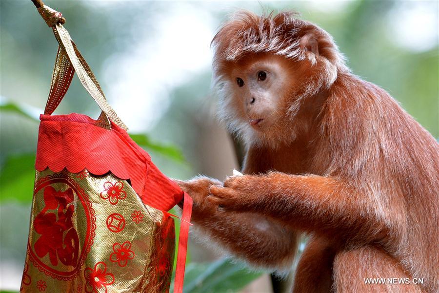 SINGAPORE-ZOO-NEW YEAR CELEBRATION-LUCKY BAGS FOR MONKEYS