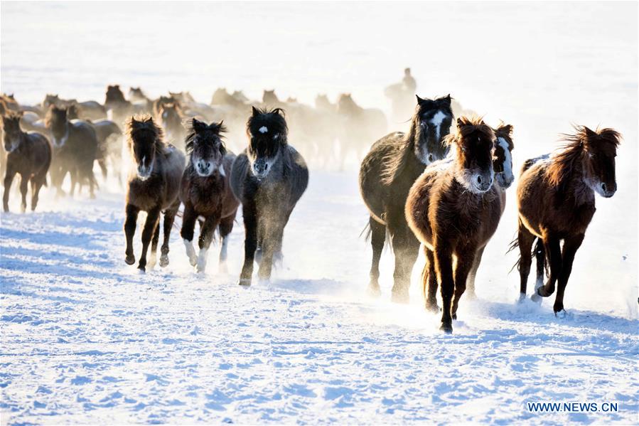 #CHINA-INNER MONGOLIA-HULUNBUIR-WINTER-GRAZING (CN)