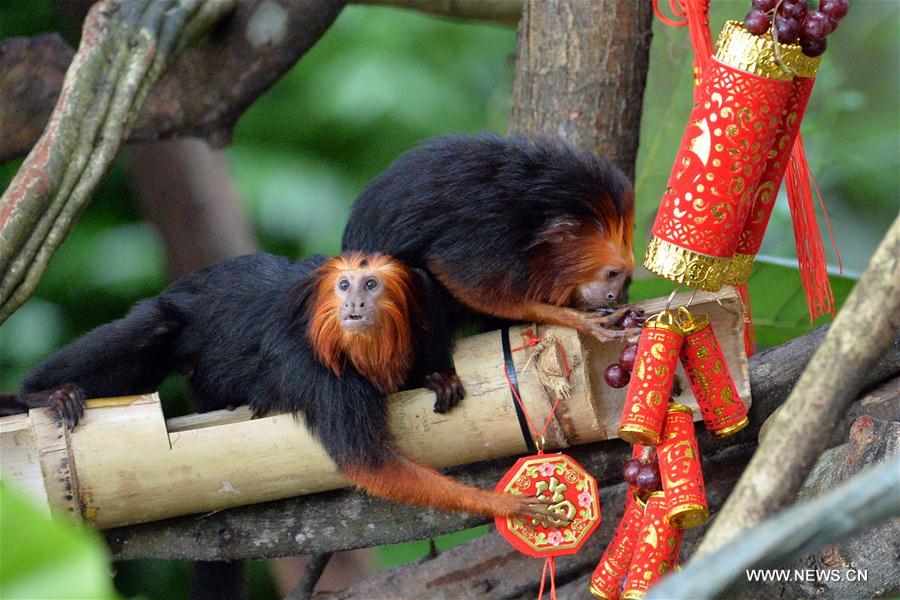 SINGAPORE-ZOO-NEW YEAR CELEBRATION-LUCKY BAGS FOR MONKEYS