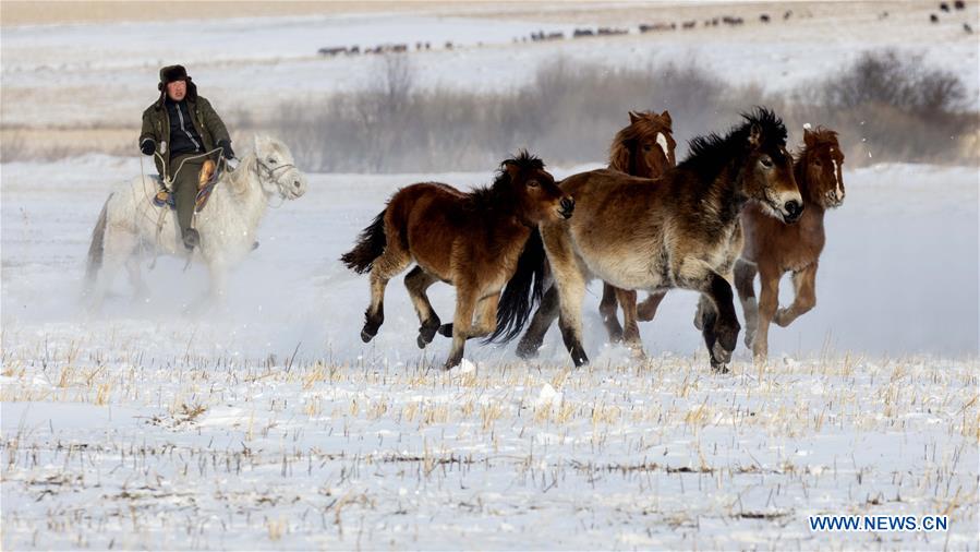 #CHINA-INNER MONGOLIA-HULUNBUIR-WINTER-GRAZING (CN)