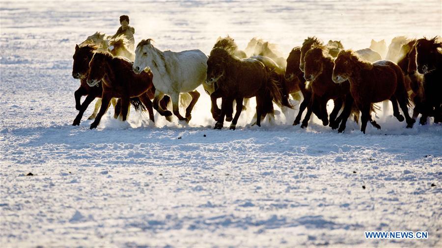 #CHINA-INNER MONGOLIA-HULUNBUIR-WINTER-GRAZING (CN)