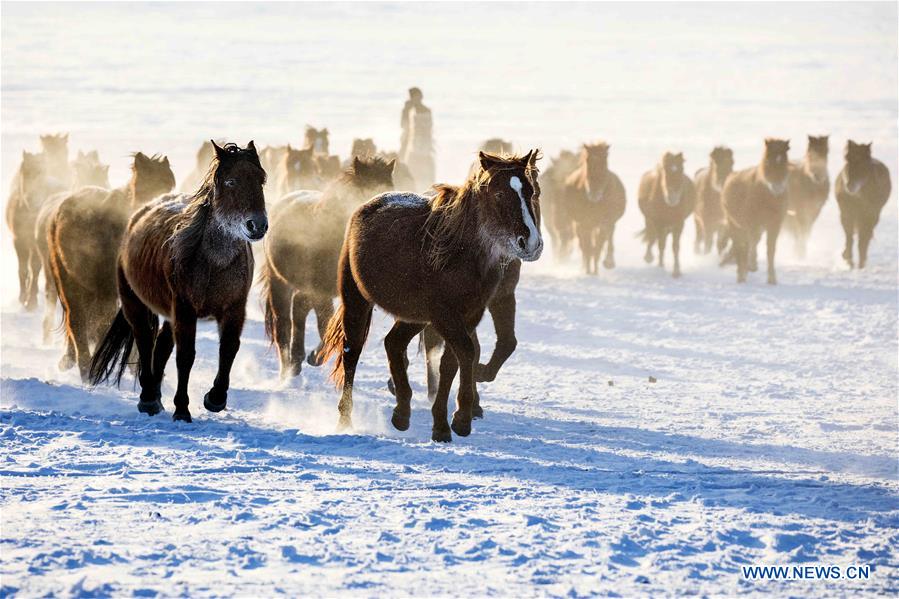 #CHINA-INNER MONGOLIA-HULUNBUIR-WINTER-GRAZING (CN)