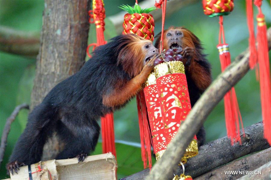 SINGAPORE-ZOO-NEW YEAR CELEBRATION-LUCKY BAGS FOR MONKEYS