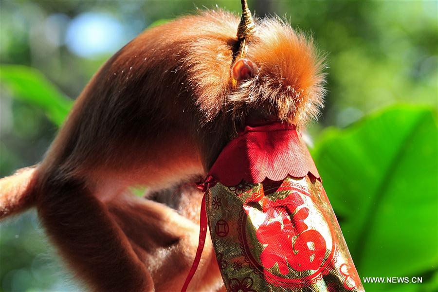 SINGAPORE-ZOO-NEW YEAR CELEBRATION-LUCKY BAGS FOR MONKEYS