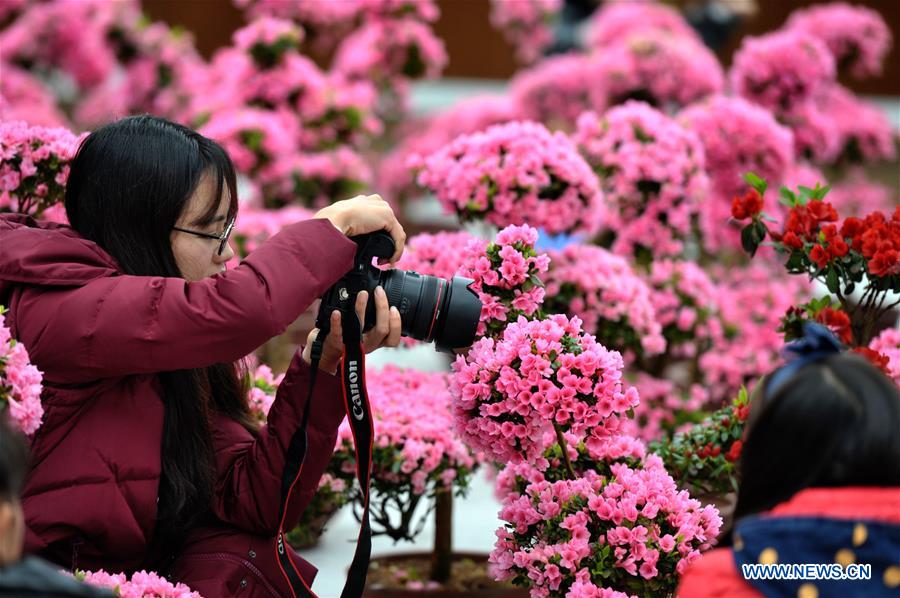 CHINA-HUNAN-CHANGSHA-AZALEA (CN)